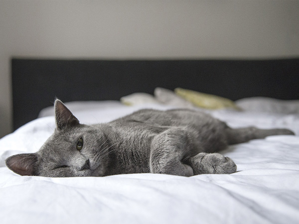 grijze kat ontspannen op bed